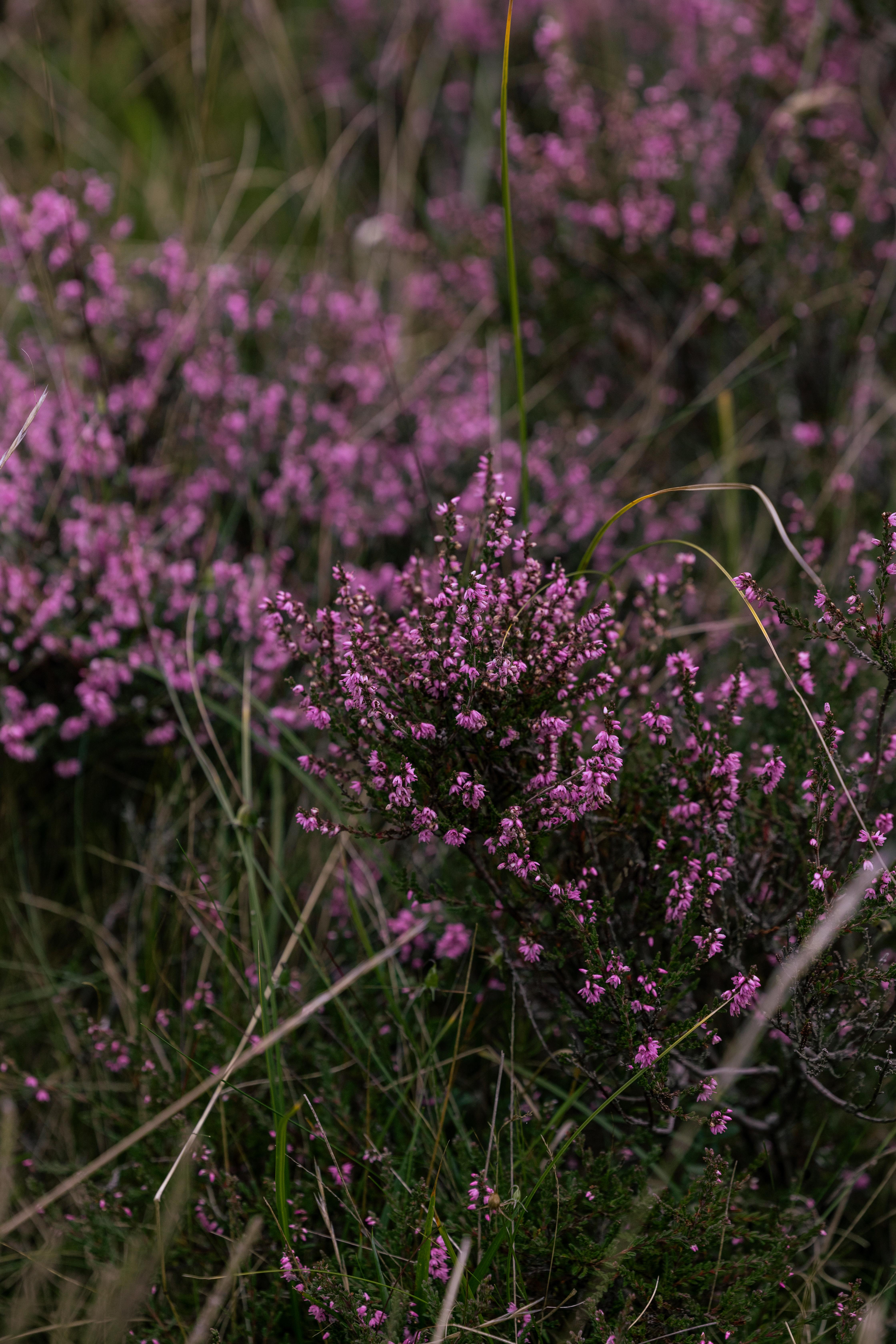 Dornoch Station Hotel Kültér fotó Calluna vulgaris