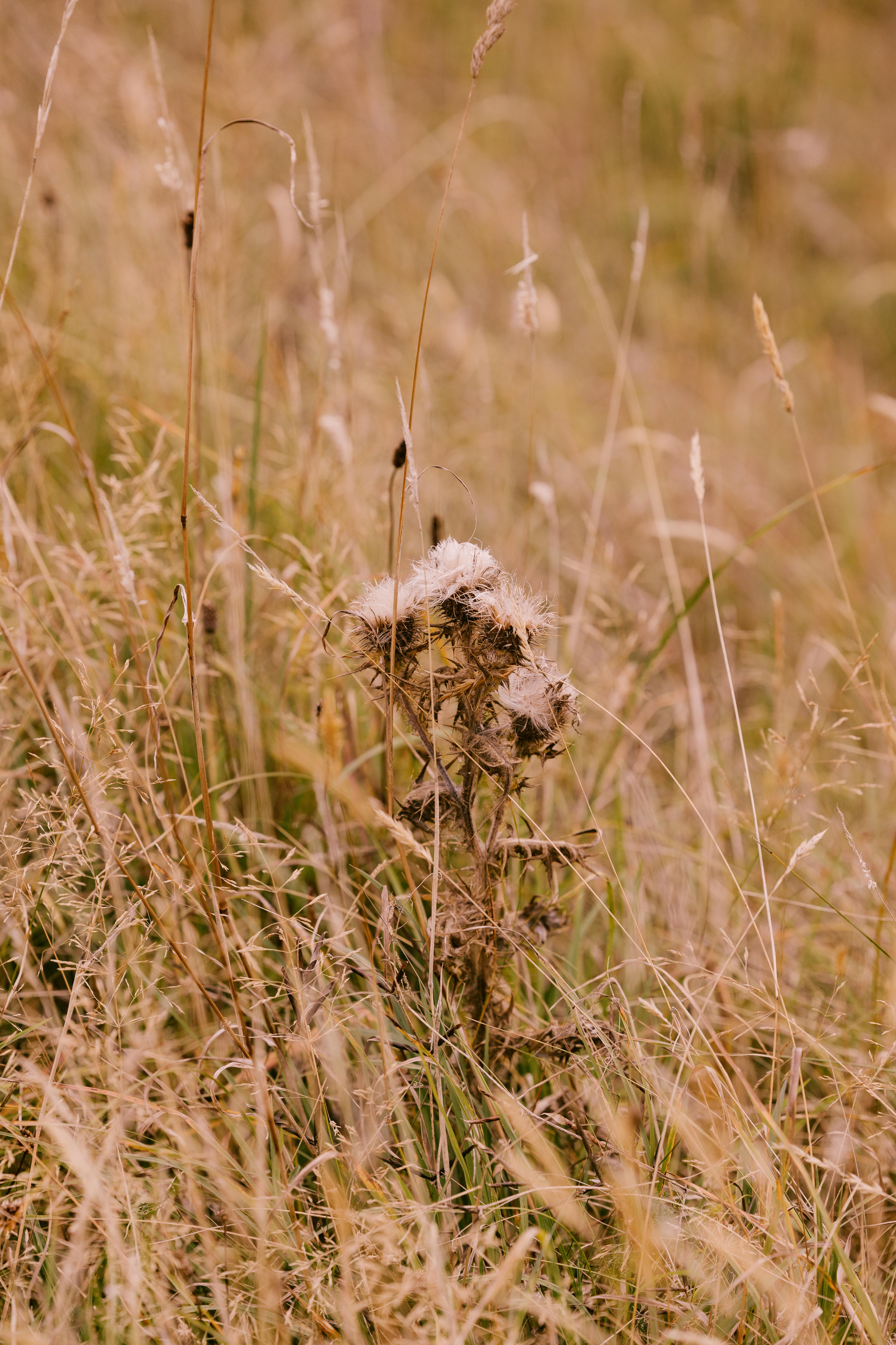 Dornoch Station Hotel Kültér fotó Seedhead